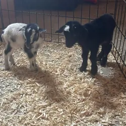 miniature goats