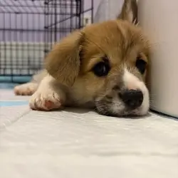 Corgi girl