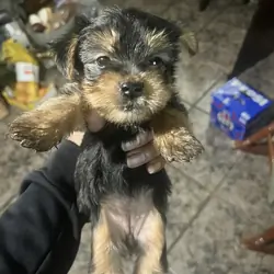 Yorkies