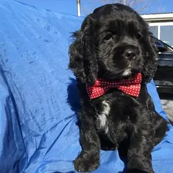Stunning Cocker Spaniel Puppies Available