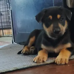 German shepherd puppies