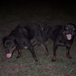 Rottweiler puppies!