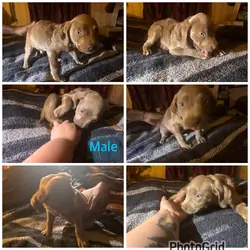 Blue / Lilac pitbull puppies
