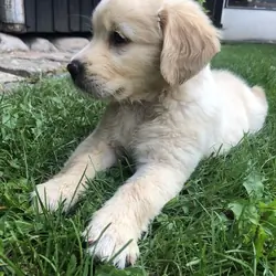 9weeks old golden retriever