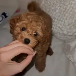 Hypoallergenic & Smart: 10-Week-Old Female Poodle.