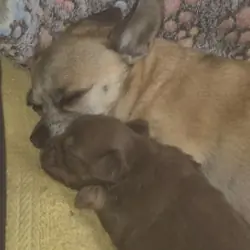 Adorable chihuahua  pups looking for new home