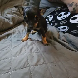 Chihuahua  pups