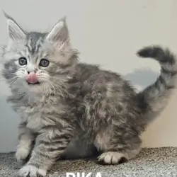 Gorgeous Maine coon