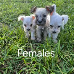 Schnauzer pup