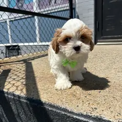 Cavapoo