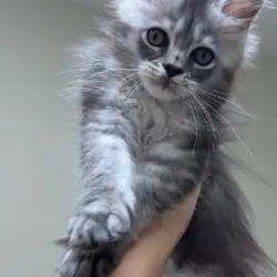 Tica Registered, Russian Line Maine Coon Kittens