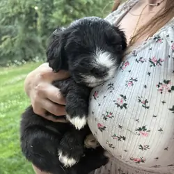 Sheepadoodle pups