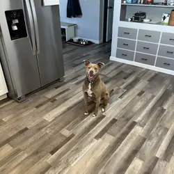 Rehoming friendly female dog