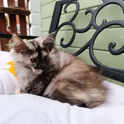 Stunning Champion-Line Maine Coons