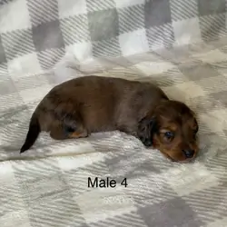 mini dachshunds