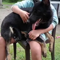 German Shepherd puppies ♡