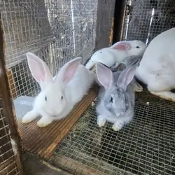 rabbits