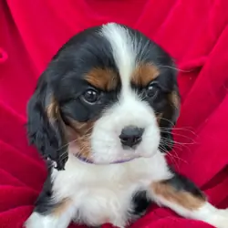Stunning king cavalier spanel pups looking for new