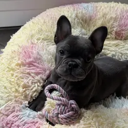 French Bulldog