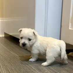 Westie puppies