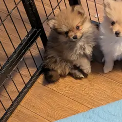 Pomeranian puppies