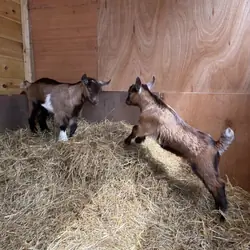 Two Nigerian Dwarf Goat Kids – Healthy & Friendly