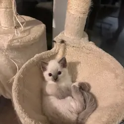 Adorable Blue Point Ragdoll Kitten