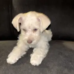 Miniature schnauzer