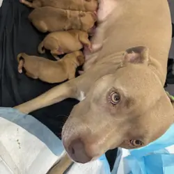 Pitbull Yellow Lab Puppies