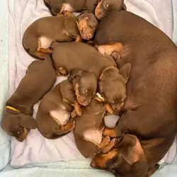 Dachshund Puppies for Adoption