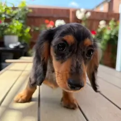 Miniature Dachshund Puppies for Adoption