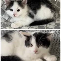 Kittens Looking For New Homes