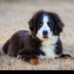 Beautiful 1-Year-Old Female Bernese Mountain Dog –