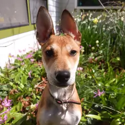 Border Collie Mix for Adoption