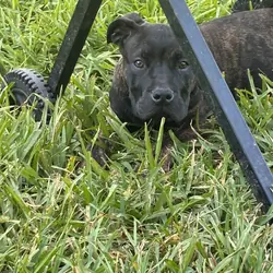 Cane corso mixed with pitbull