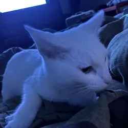 All white cat