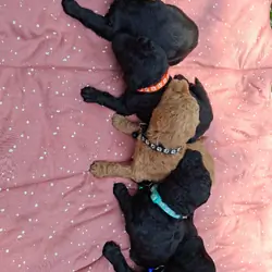 8 Labradoodle puppies