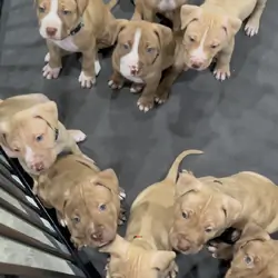 Red nose Pitbull Puppy UKC and ADBA