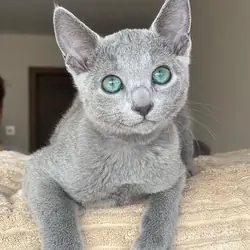 Socialized male Russian blue needs forever home