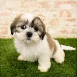 Sweet & Loving Lhasa Apso Puppies – Perfect Family