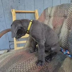 Cane Corso Puppies For adoption