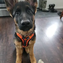 10 weeks German Shepard dog