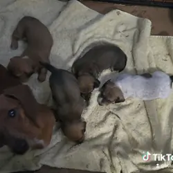 Mini Dachshunds girls