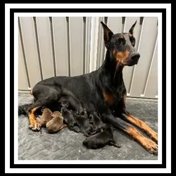doberman puppes for sale