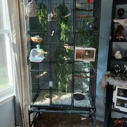 Cage and 2 canaries