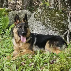 German Shepherd Puppy