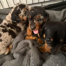 Home Raised Dachshunds