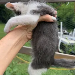 Free Kittens 3