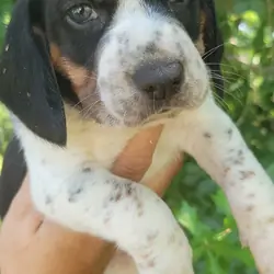 Beagle puppies