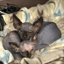 Sphynx and Bambino Kittens
